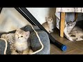 Как дела у Кошечки Мия 😿 Глазик Лечим 😿Мои Кошарики 😺😽😼 Olga Kirchgessner