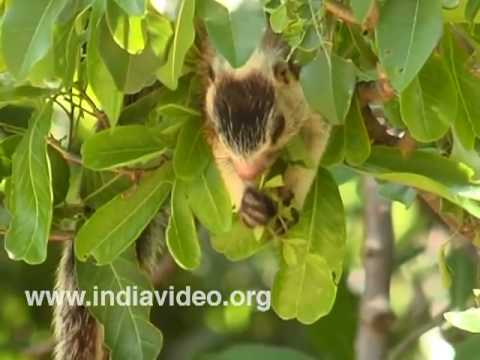 Idukki Wildlife Sanctuary video