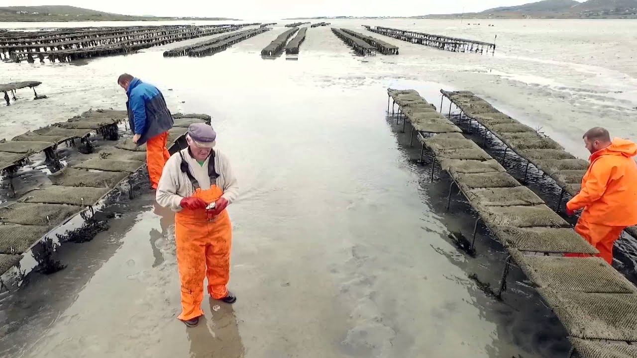 Irish Premium Oysters Donegal, Ireland. YouTube