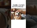 犬の気持ちの秘密が可愛すぎる😢犬の知って損しない秘密5選。