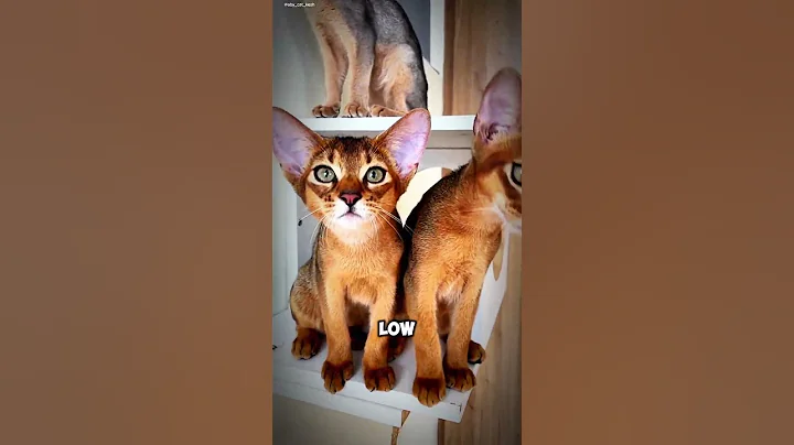 Watch the video about Abyssinian Cats Energetic Explorers of the Feline World #abyssiniancats #energeticcats
