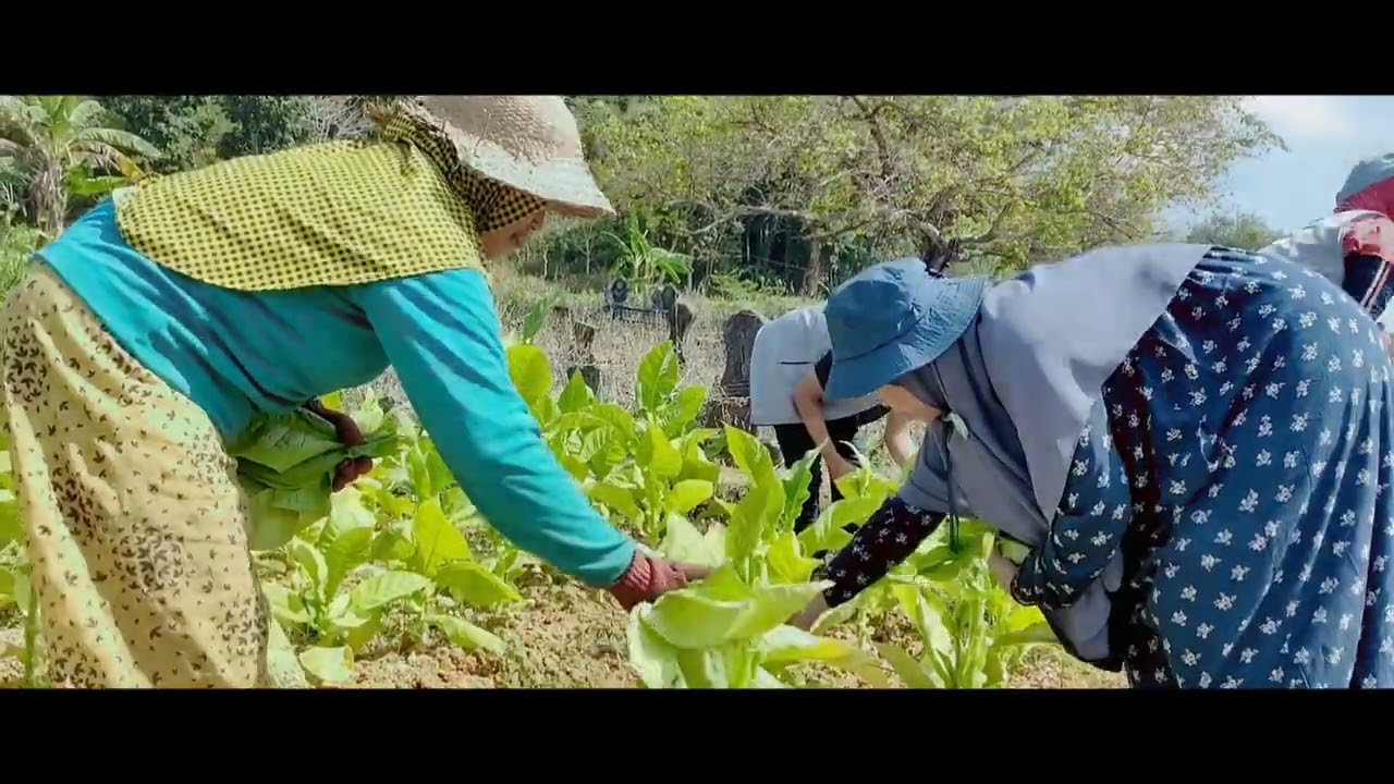CAMPALOK - BINAR JHS Panen Tembakau Terbaik Nusantara