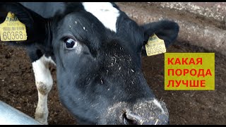 Молочная ферма / новорожденные телята // какая корова лучше#83