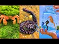 Catching Seafood 🦀🐙 ASMR Relaxing (Catch Shark , Catch Fish ,Deep Sea Monster ) - Tik Tok #180