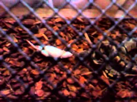 Ball Python Eating First small rat - YouTube