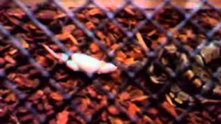 Ball Python Eating First small  rat