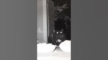 Tuxedo Cat Goes Crazy With Catnip | TikTok Version With Sound