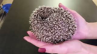 Angry Hedgehog!