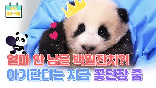 [판다로그] 아기판다 100일 임박!? | 에버랜드 판다월드 (Baby Panda)