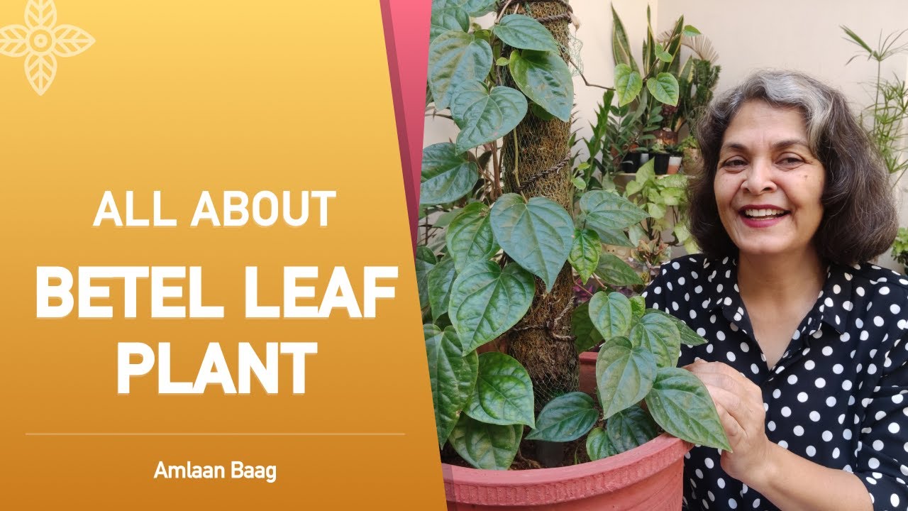 All About Betel Leaf Plant (Paan) | जानिए पान कैसे उगाएं