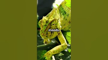 Chameleons are the ultimate color-changing ninjas! 🌈🦎 #wildlifewonder #amazinganimals  #trending