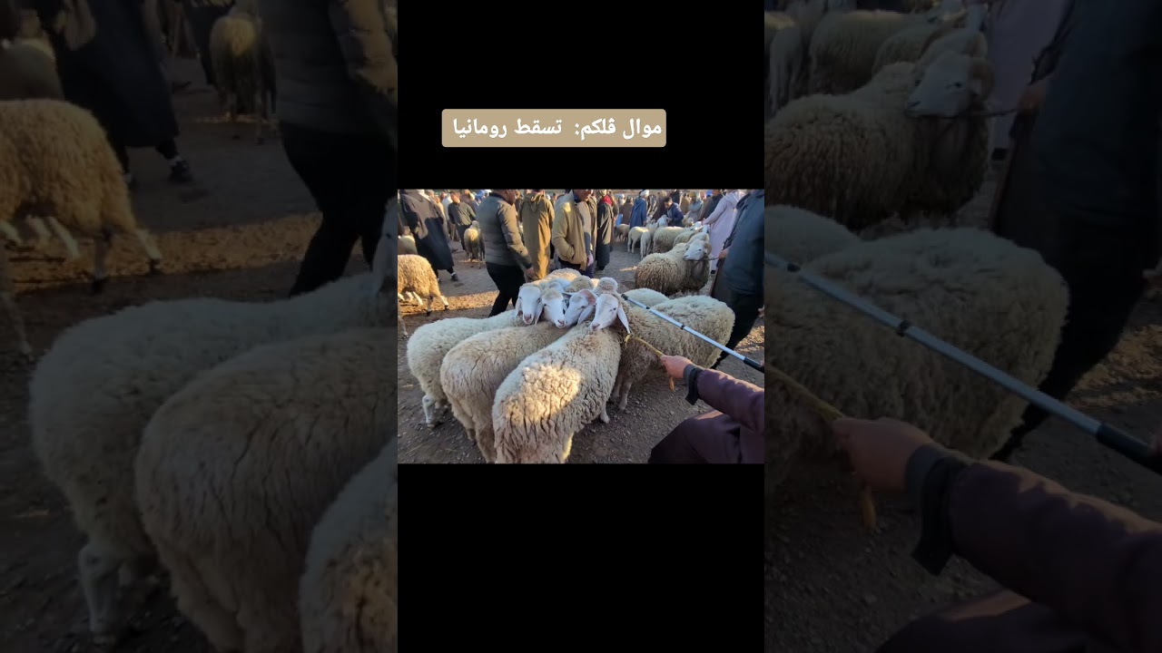 موال ڨلكم تسقط رومانيا