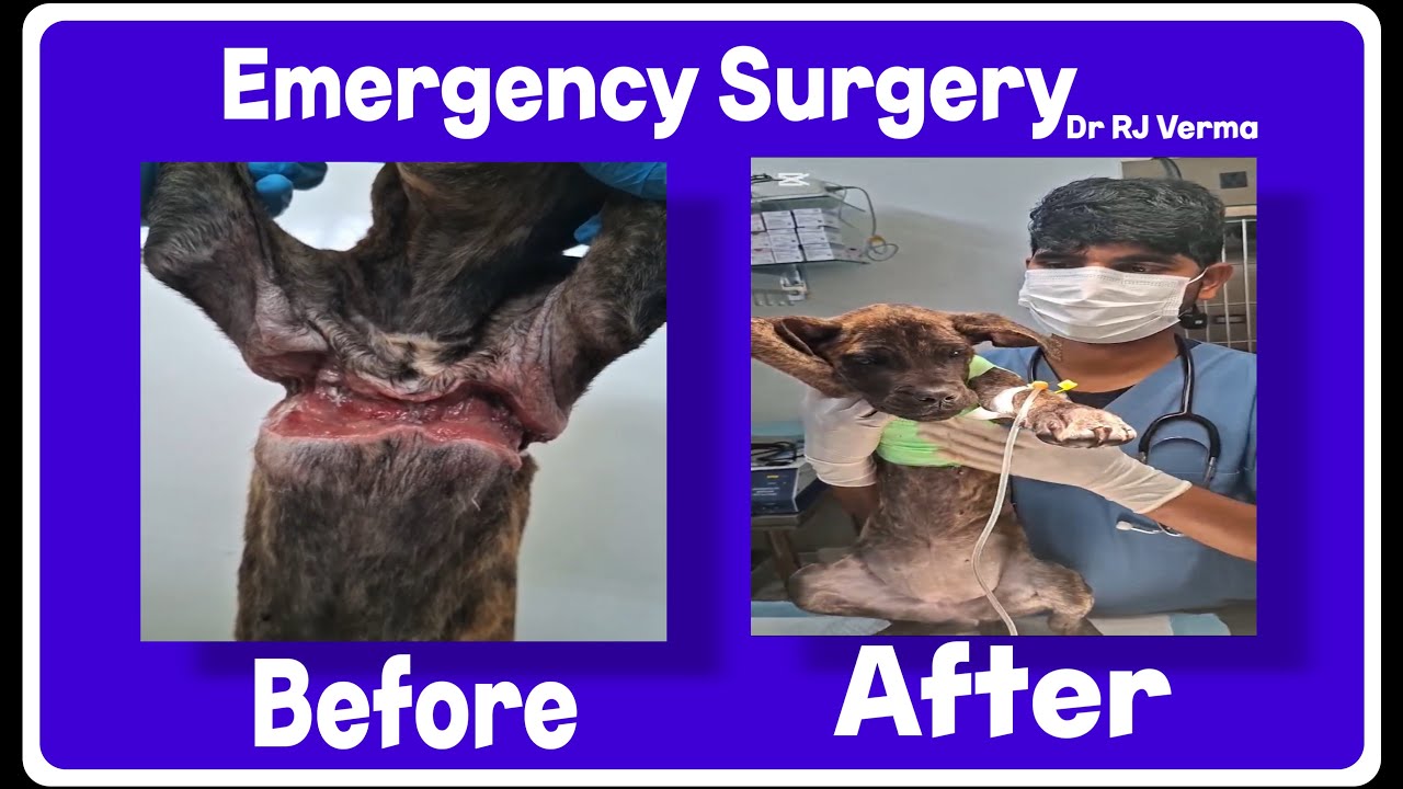 Emergency Surgery in Dog 