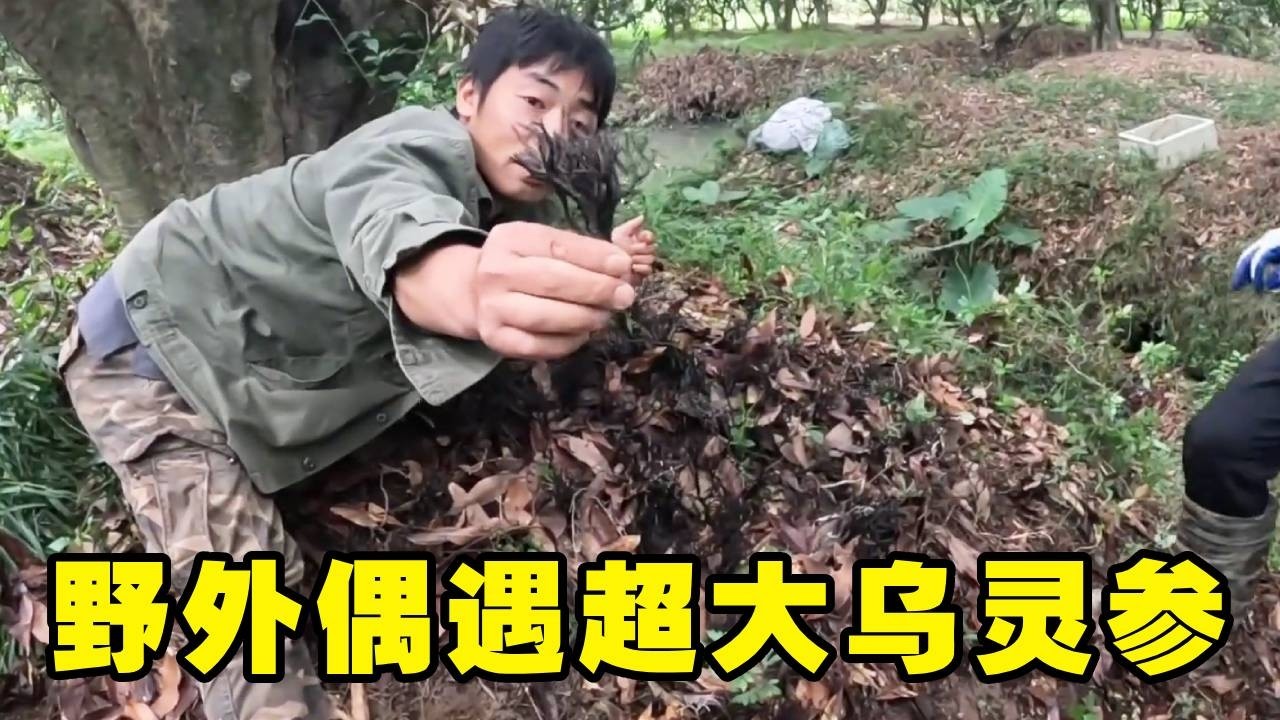 大树下发现一窝超大乌灵参，挖下去却一个都没有，到底什么情况！