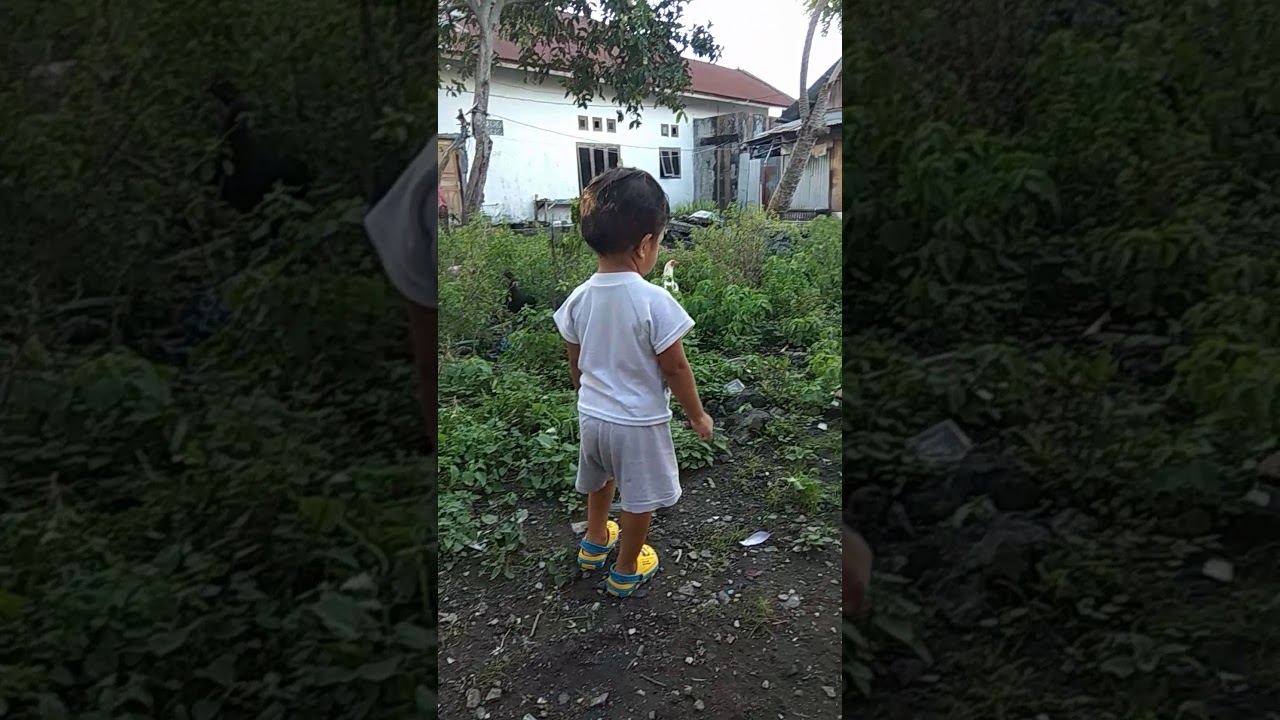 Ikut ayam 