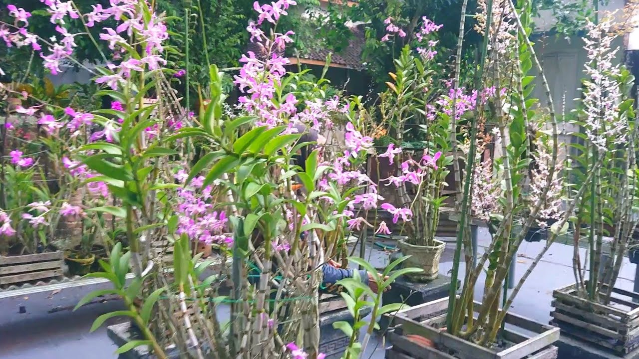 Ready Bahan murah dari anggrek koleksi full sun full rain, sehat kuat tahan lama segala cuaca 