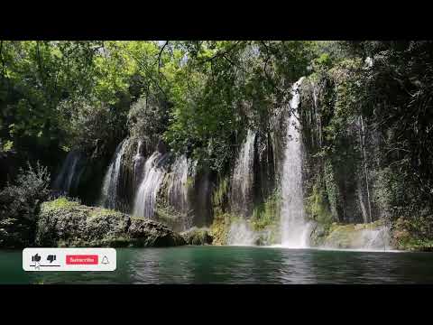 Video: Udhëzues për shkurtimin e Nemesia – Si të krasitni bimët Nemesia në kopsht