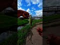 quick lil sesh #bankpressure #fishing #fishingshorts #bassfishing