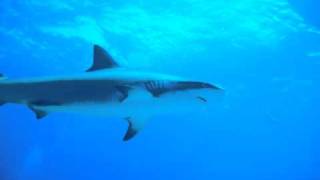 Danger Reef, Exuma Cays, Bahamas