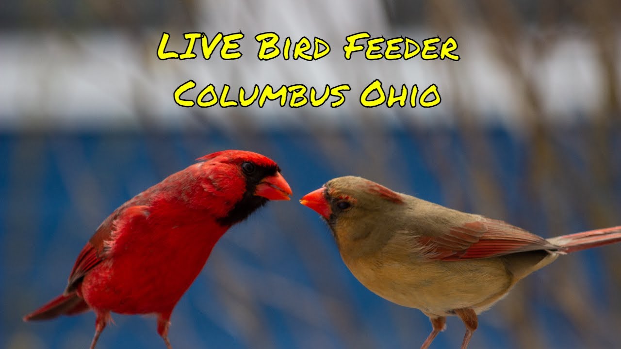 LIVE Bird Feeder Cam and Ground Cam Ohio (over 27 Birds Identified) YouTube