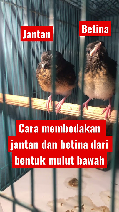 Cara membedakan anak murai batu jantan dan betina dari bentuk mulut