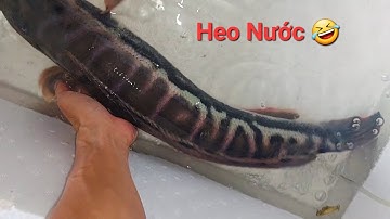 Cá Lóc Bông Thái si.ze 6x