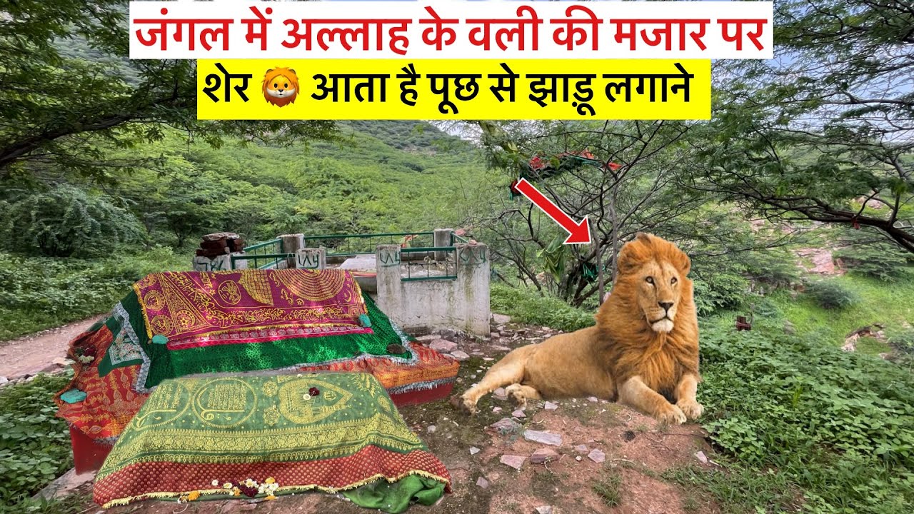 Allah ke wali ki mazar par sher 🦁 aata he puch se jhadu lagane live najara | jangal mazar e pak