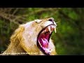 Simbachawene Documentary Jimbo La Kibakwe Simbachawene Documentary Jimbo La Kibakwe