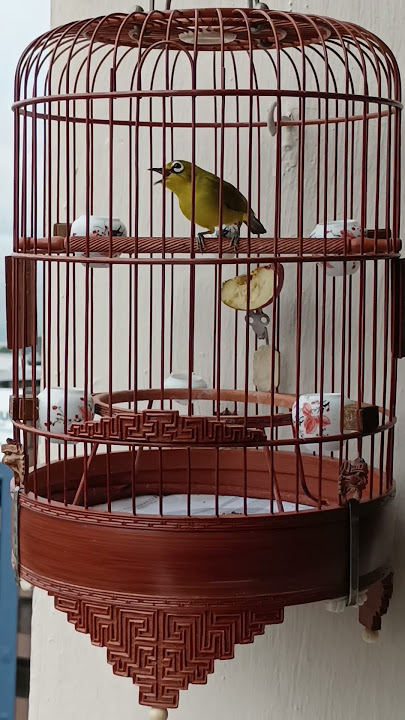 golden oriental white eye calling canary