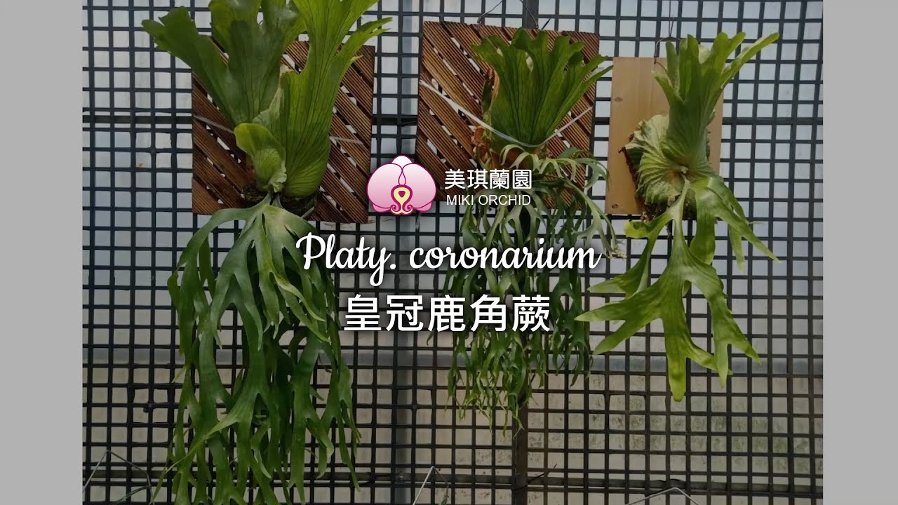 Platy. coronarium & Fertilization teaching 皇冠鹿角蕨 & 型態介紹&施肥教學