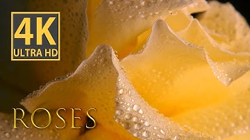 Captivating Yellow Roses in Stunning 4K Macro Video