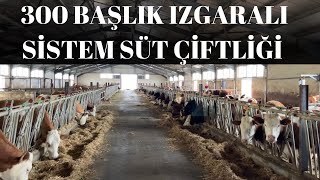 IZGARALI SİSTEM SÜT ÇİFTLİĞİ NASIL OLUR | SERBEST YEMLEME İLE MUTLU İNEKLER