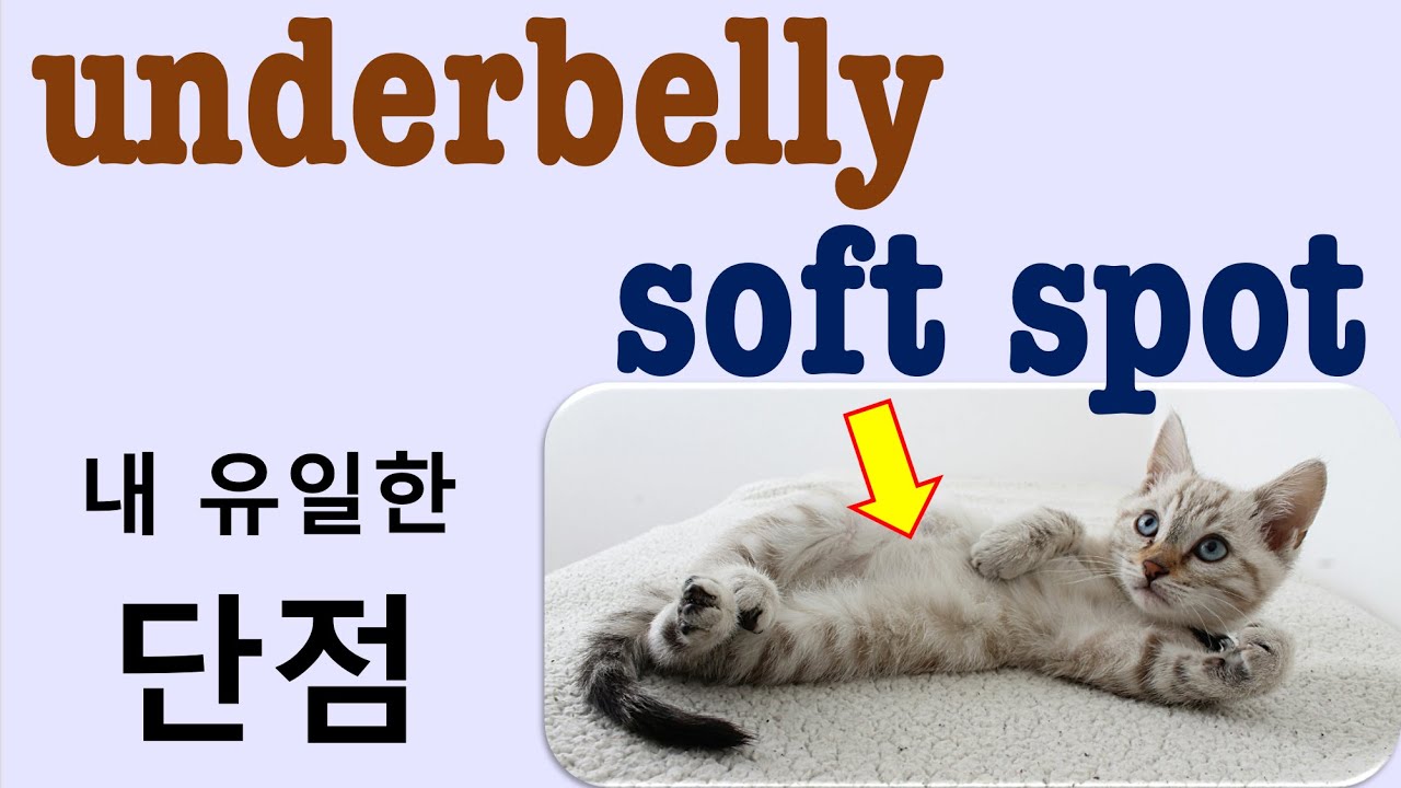 Q5 English 어휘 Lesson 2413 (약점, 단점 – soft spot vs underbelly)