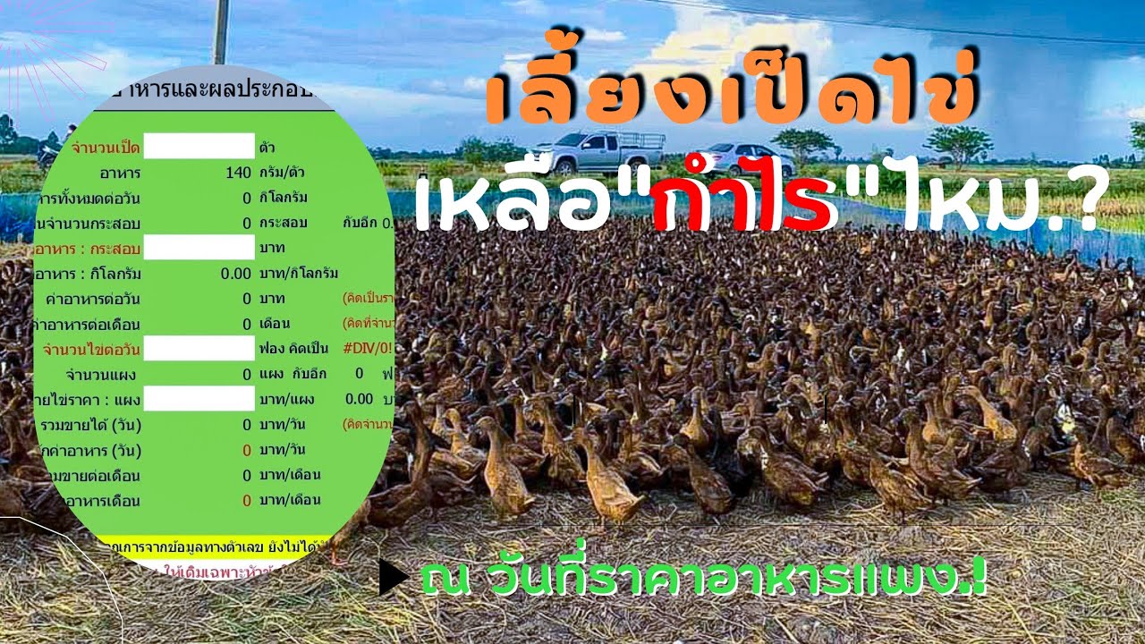 เลี้ยงเป็ดไข่เหลือกำไรไหม  | กับราคาอาหารที่ขึ้นไม่หยุดแบบนี้ | ลองคิดก่อนจะเลี้ยง | ราคา อาหาร เป็ด ไข่เนื้อหาที่เกี่ยวข้องทั้งหมดที่สมบูรณ์ที่สุด