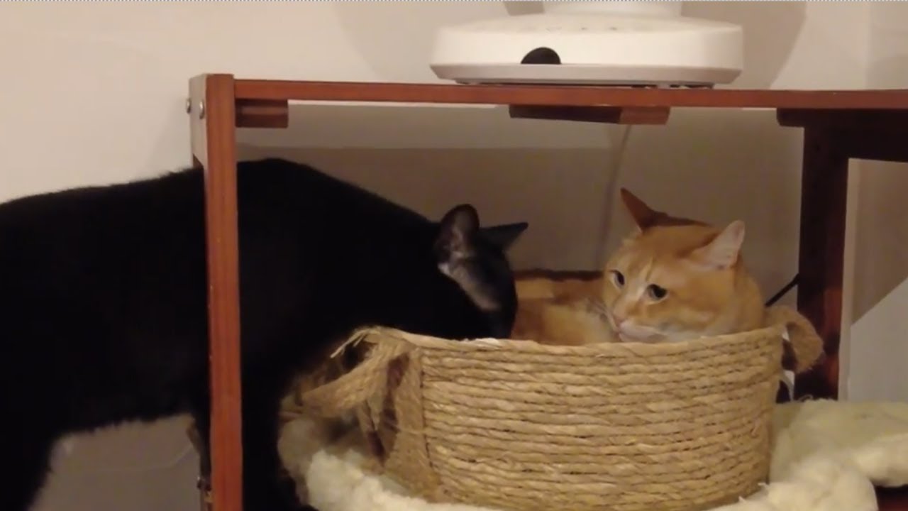 1日目 けいすけと雷蔵 入りたい猫と様子見の猫 Youtube