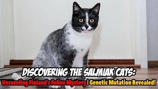 Discovering the Salmiak Cats: Unraveling Finland's Feline Mystery | Genetic Mutation Revealed!