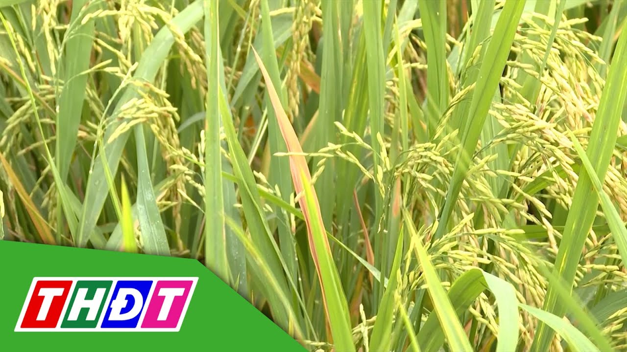 Hành trình cây lúa khỏe: Cây lúa đẹp giai đoạn trổ | Khuyến nông - 20 ...
