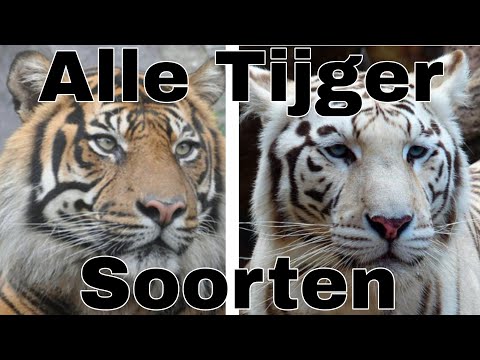 Video: Balinese tijger is een uitgestorven ondersoort