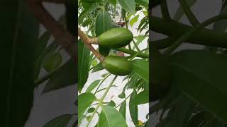 #shortvideo #flowers #greenlove #nature #garden #nonstopgaming #viralclips