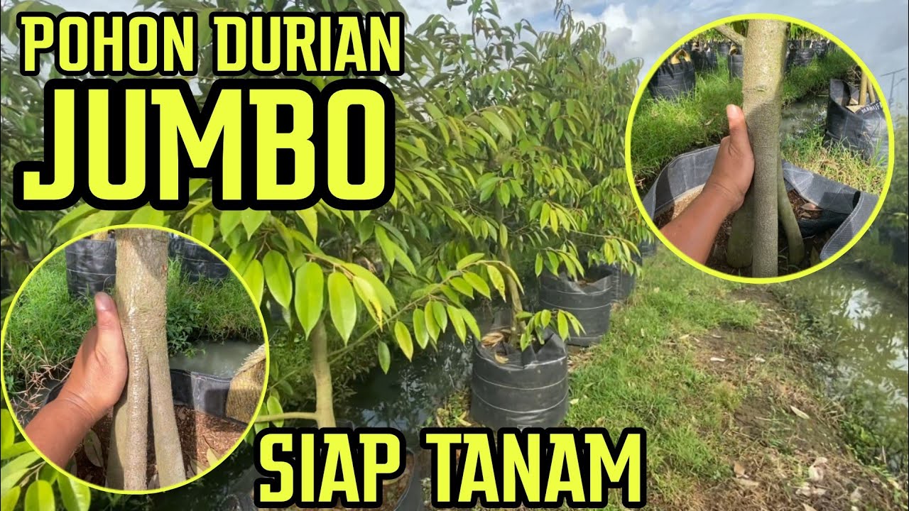 Bibit Durian Jumbo Batang Super: Rahasia Sukses Menanam Durian Unggul!