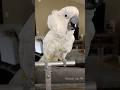 Listen to this great testimonial about our BirdTricks training stand from Linus the cockatoo! #bird