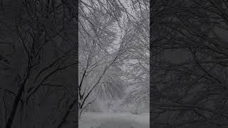 Wet and heavy snow breaks tree - Springfield, VA 2022-01-03