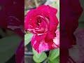 Roses beautiful and🥰 ||   home gardening👍 |#rosecaring #garden #youtubeshorts #nature