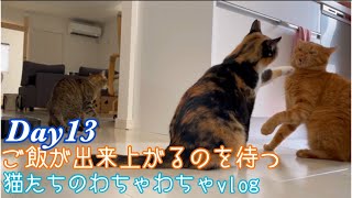 腹ぺこ猫たちのわちゃわちゃvlogDay13