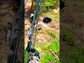 Удивительный бар для охоты на газелей#chase#challenge#hunting