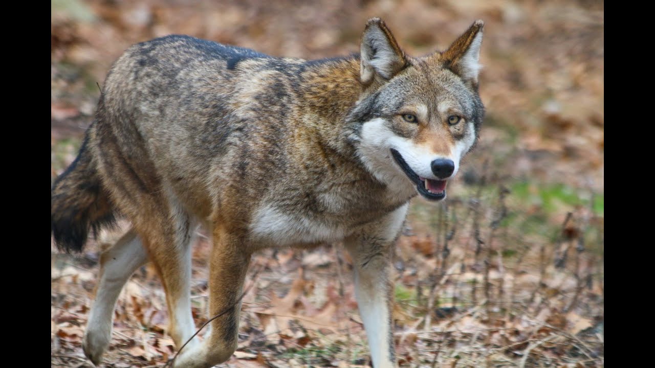 Zoo School: Get to know the red wolf - YouTube