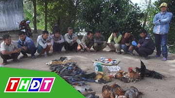 Bắt quả tang 13 đối tượng đá gà ăn thua bằng tiền | THDT