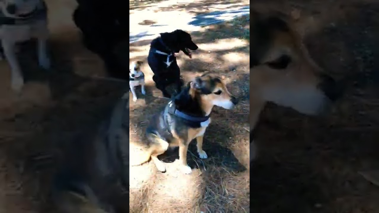 Pup training near me - Dog training durbanville, Cape Town