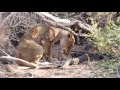 Ross Breakaway Lioness & Newborn Cub