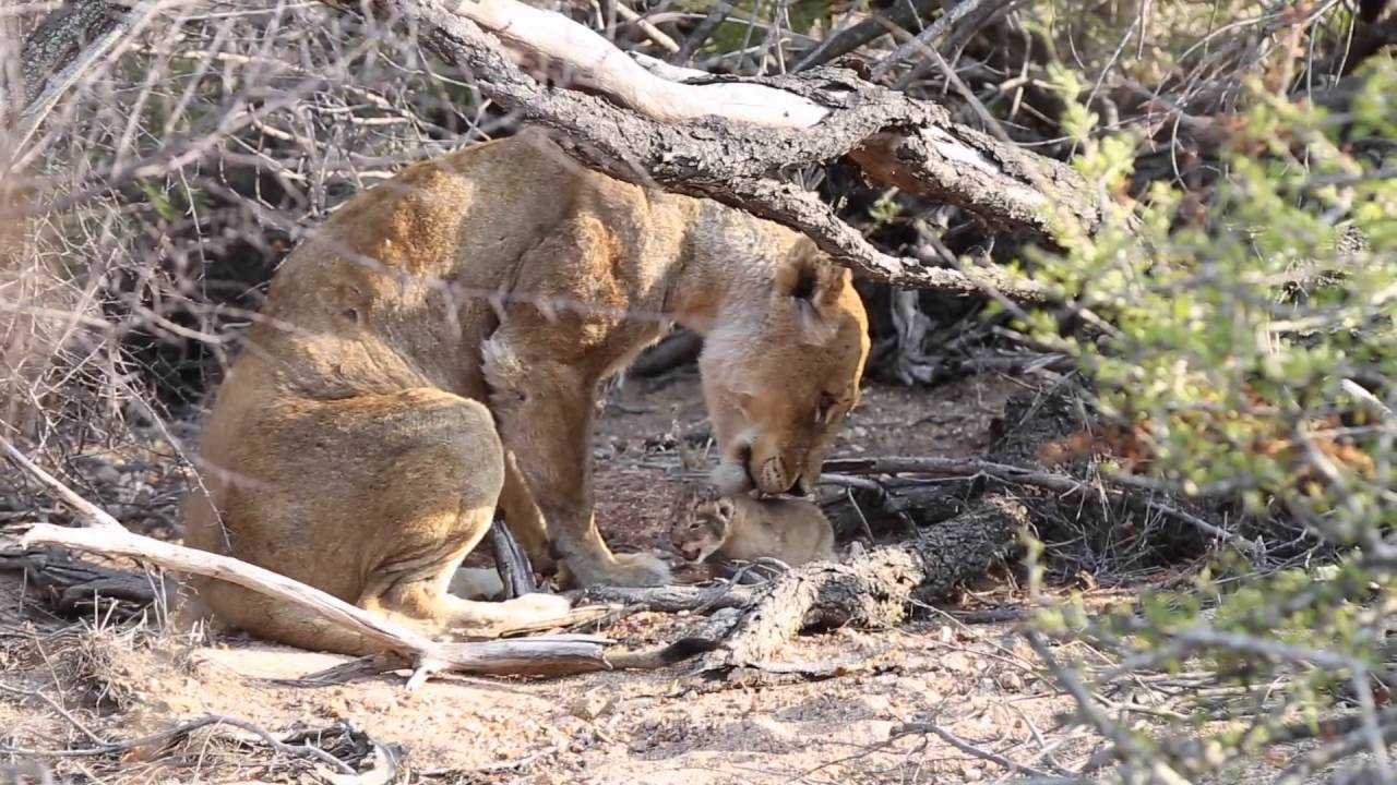 Ross Breakaway Lioness  Newborn Cub